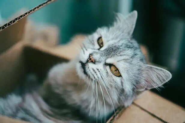 Why cats suddenly ignore you and then come back