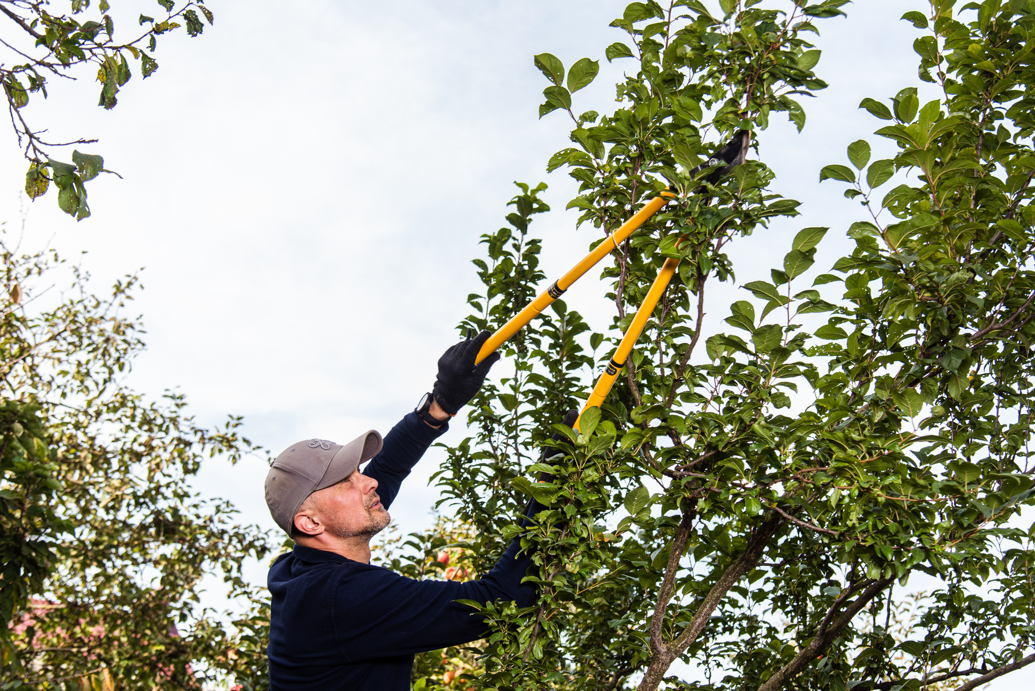 How to save money on tree work and still get good results
