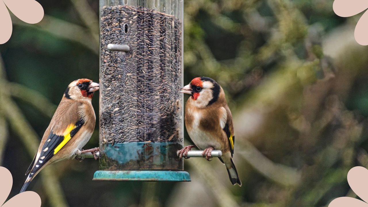 Experts share new advice on what to stop feeding birds to prevent the ...