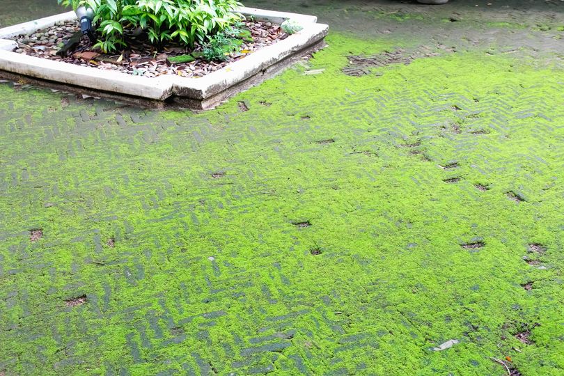 How to remove 'green slime' from patios using simple method Alan ...