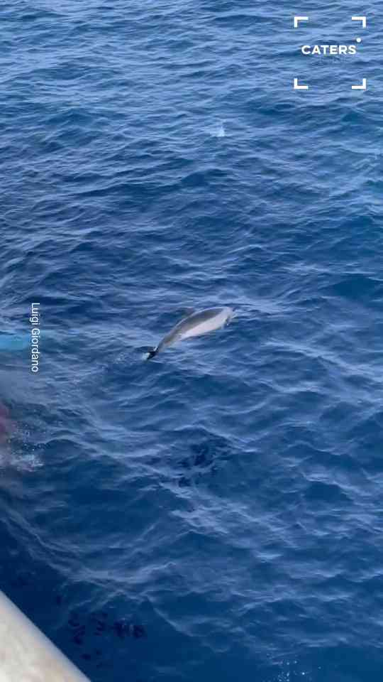 Dozens of dolphins leap over waves as they race alongside ship