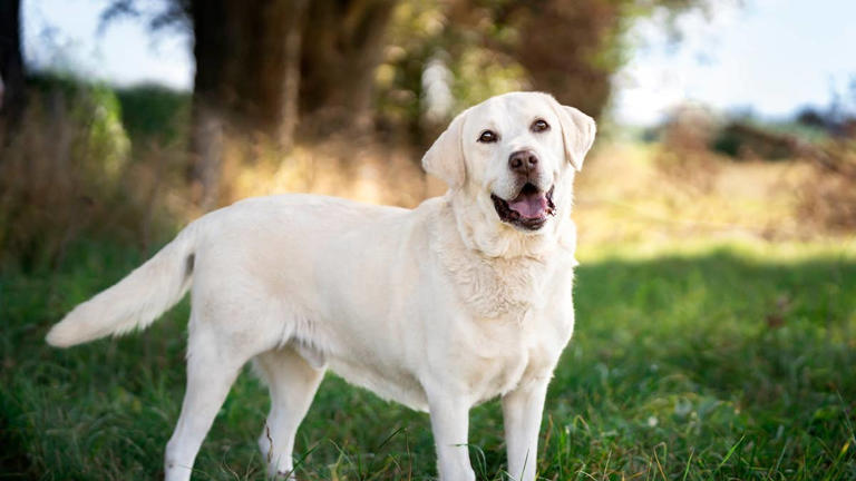 7 short-haired dogs that barely need grooming