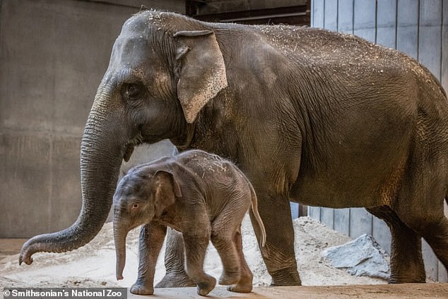First punch the monkey, now Linh Mai! Baby elephant is shunned by her ...