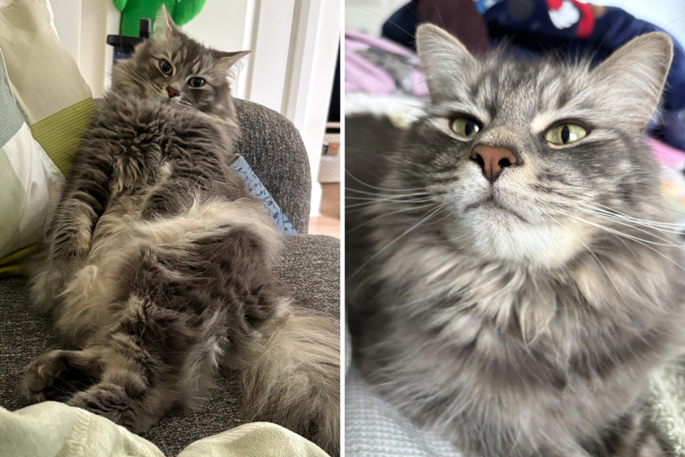 Man calls in sick from work, then has realization about his rescue cat