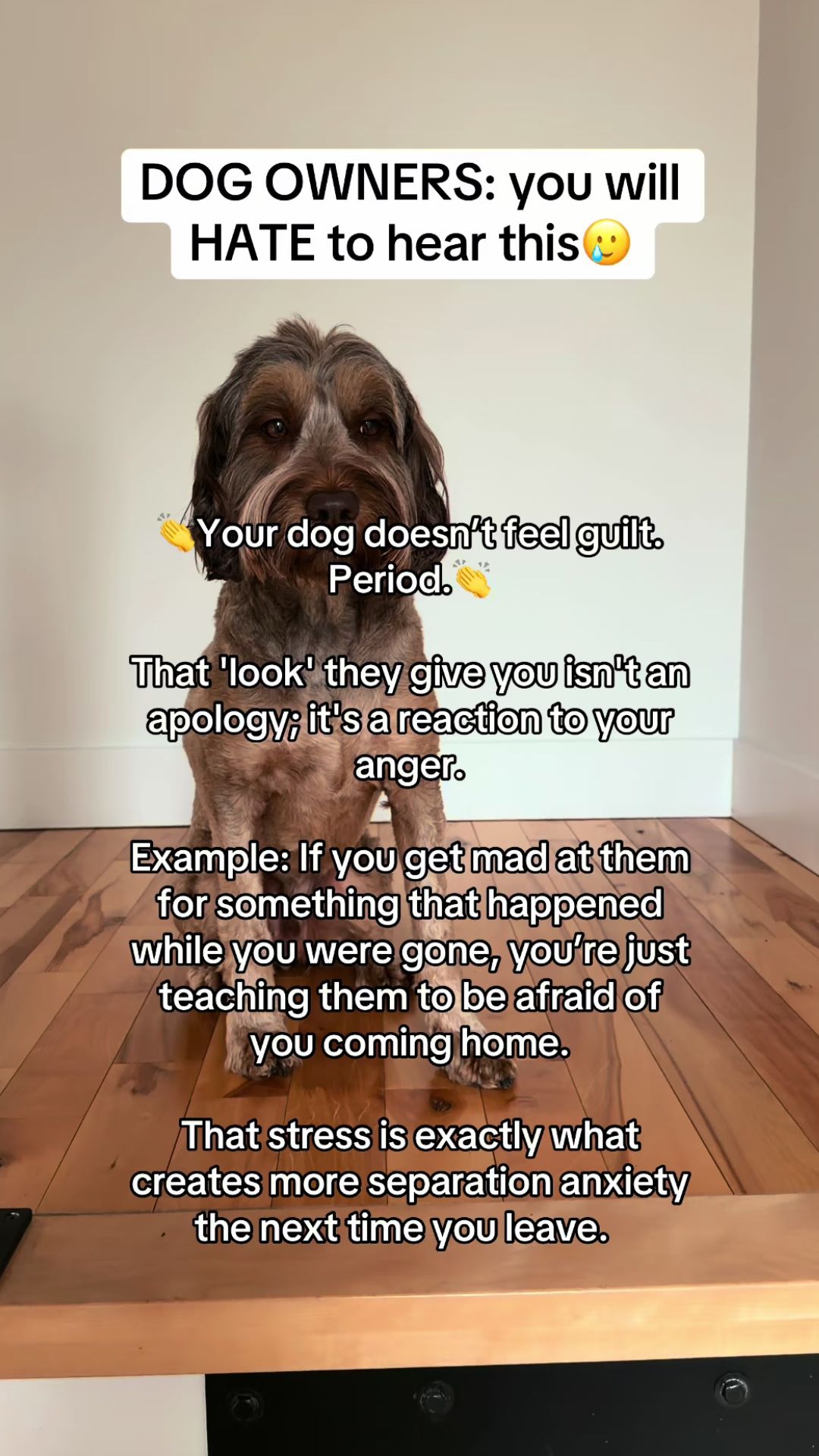 What your dog is really feeling: surprising facts owners miss
