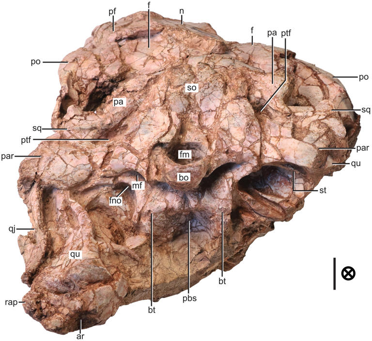 Student discovers new carnivore dinosaur 3x older than T rex