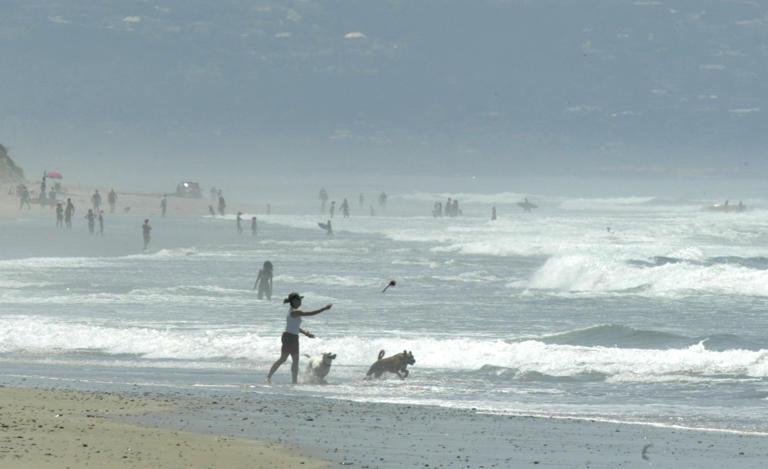 Wildlife faces die-off risk as marine heat wave lingers over California