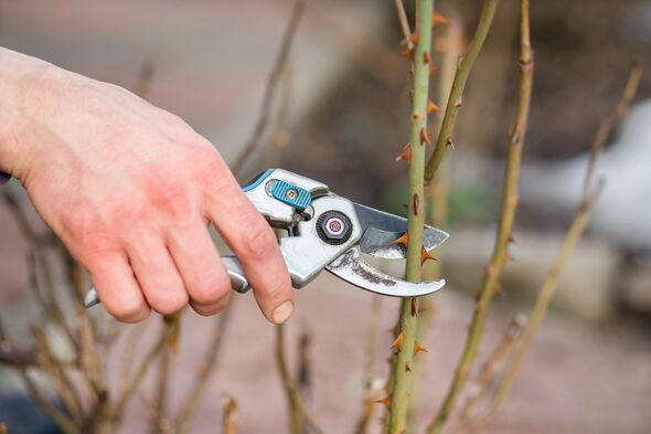 Camellias will grow back bigger next year if gardeners do key job after ...