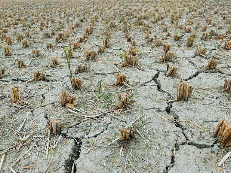 These 10 states had the biggest crop losses due to drought