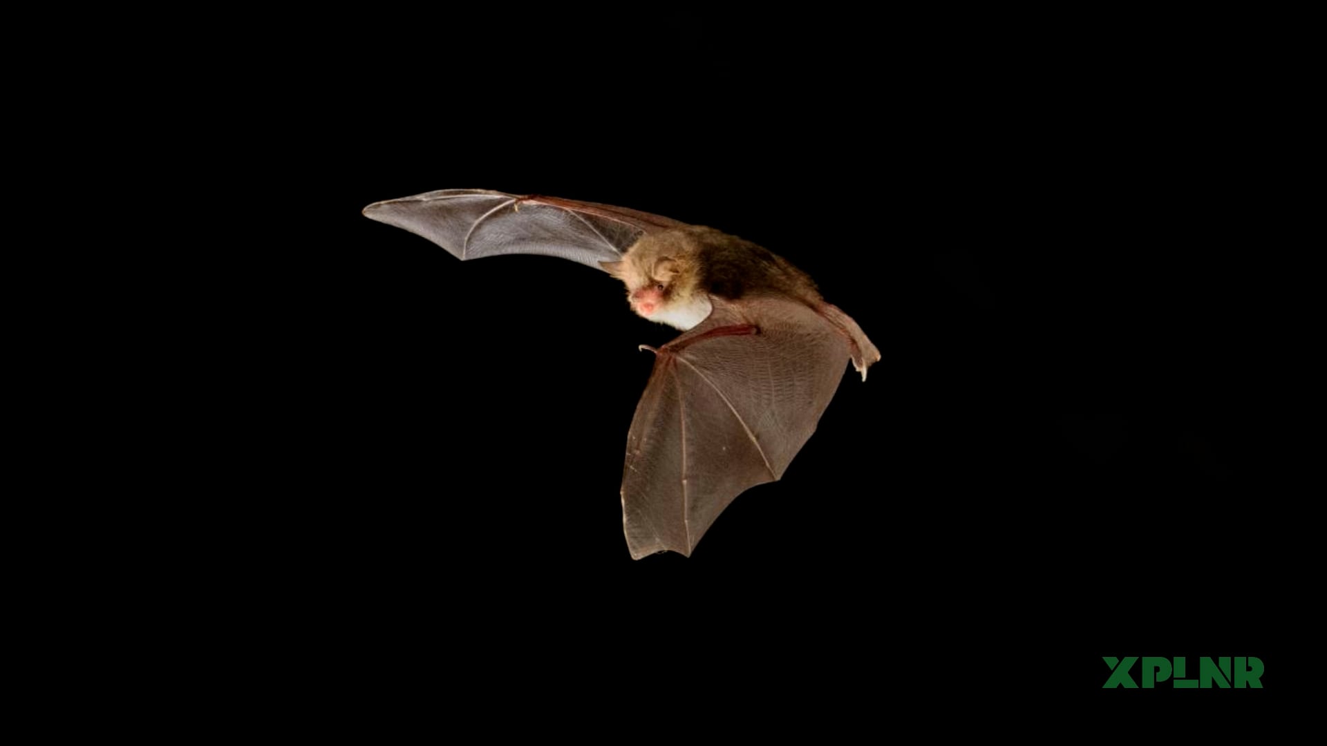 The incredible way bats navigate without eyes