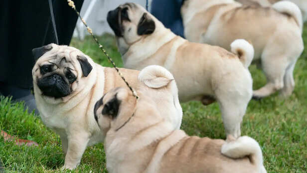 9 dog habits that have a scientific explanation