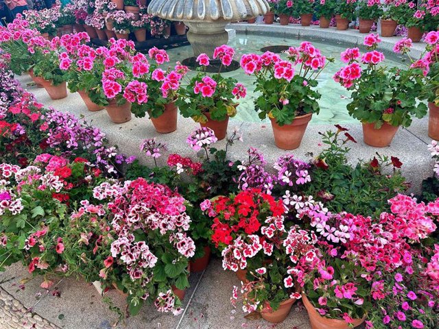 Europa mira a València y a las Cruces de Mayo para poner en valor el ...