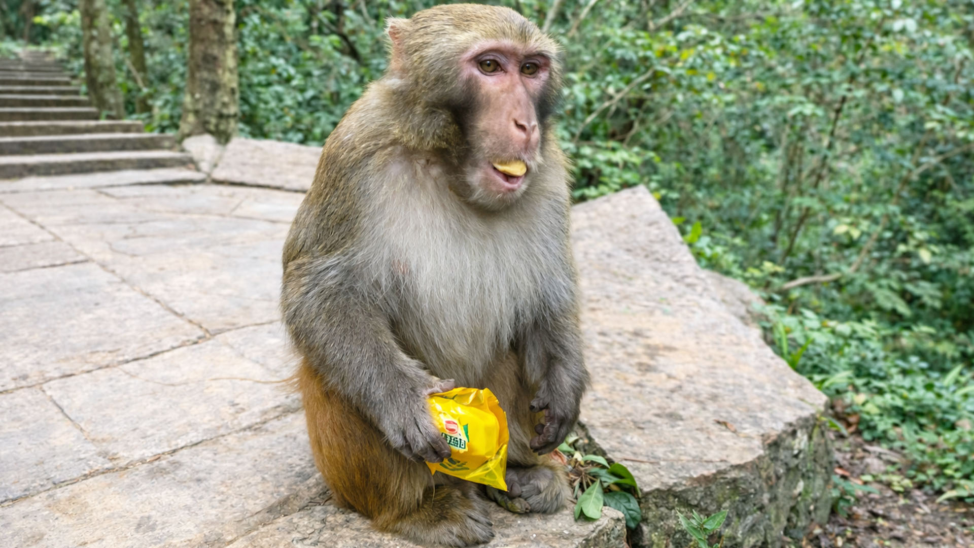 A monkey keeps reaching out asking for more bread repeatedly