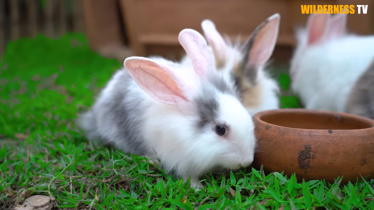 These poor rabbits were cold and scared – now they have a home
