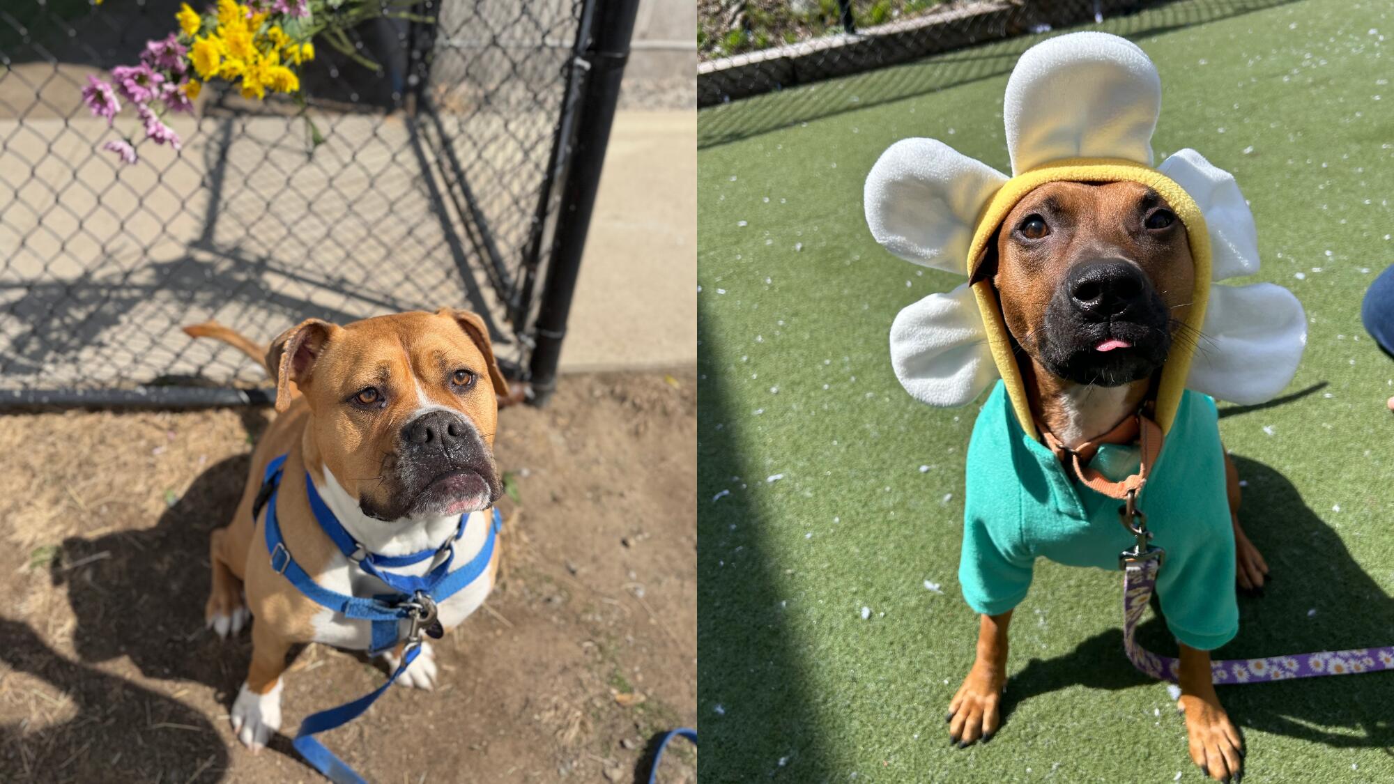 MSPCA-Angell waives adoption fees at spring adoption event