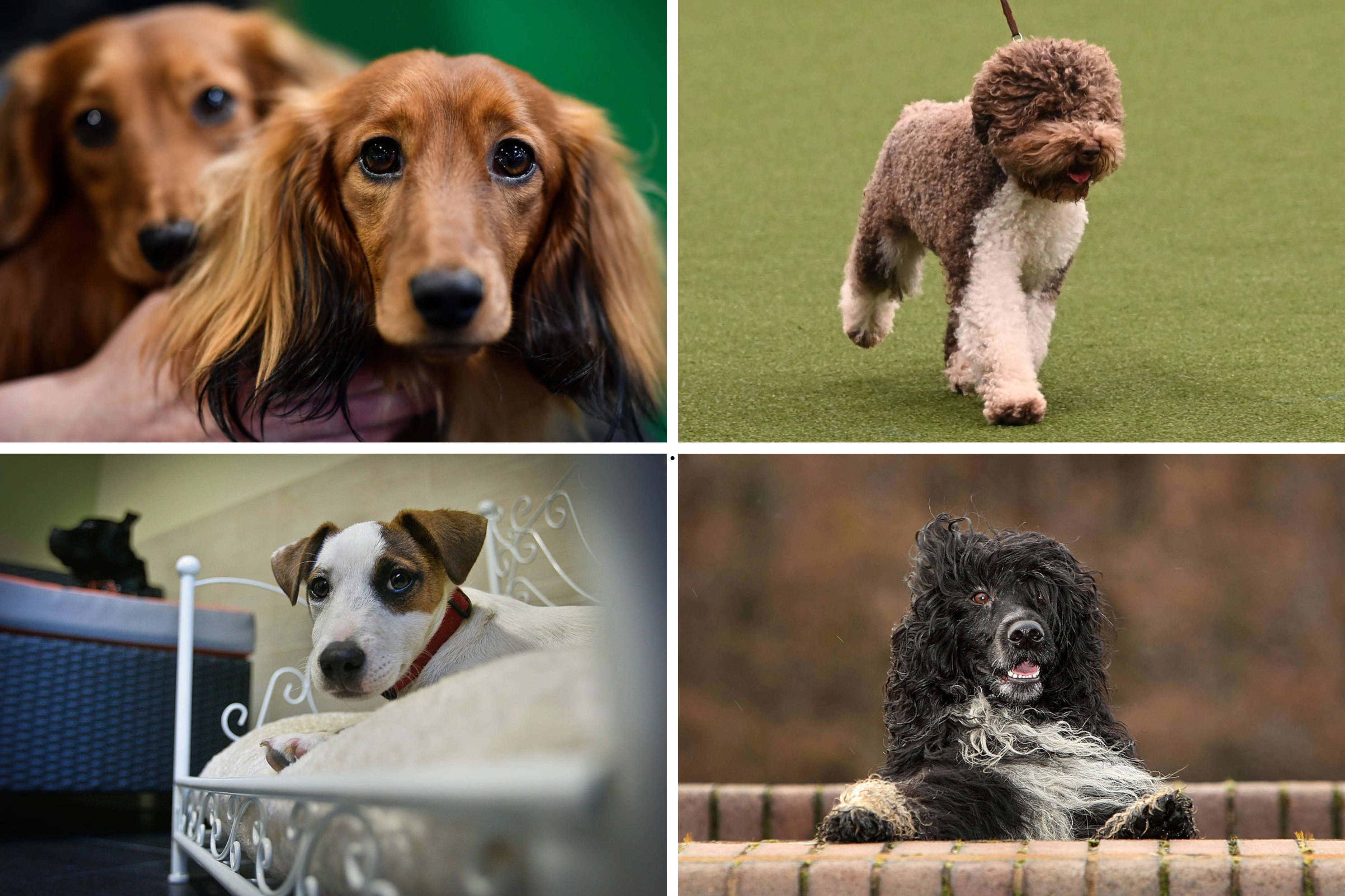 Trendy dogs 2026: Here are the 10 breeds of adorable dog that are ...