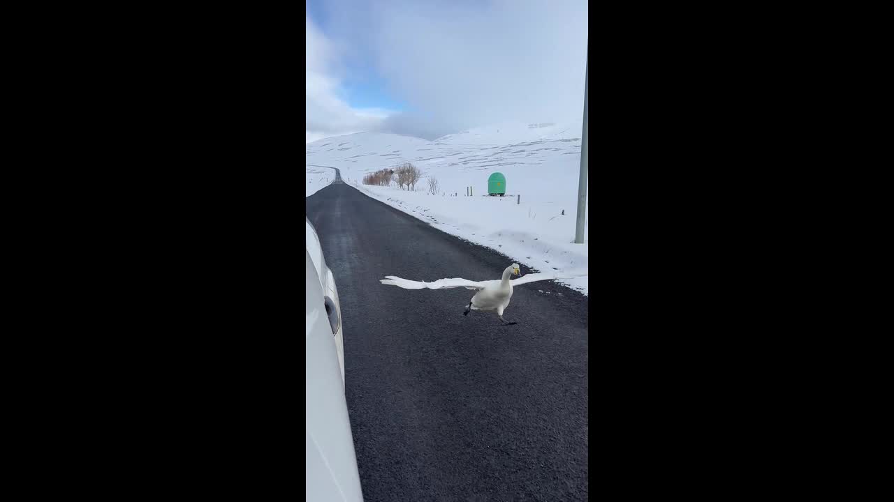 Whooper swan runs and takes off beside car in Fljótin, Iceland