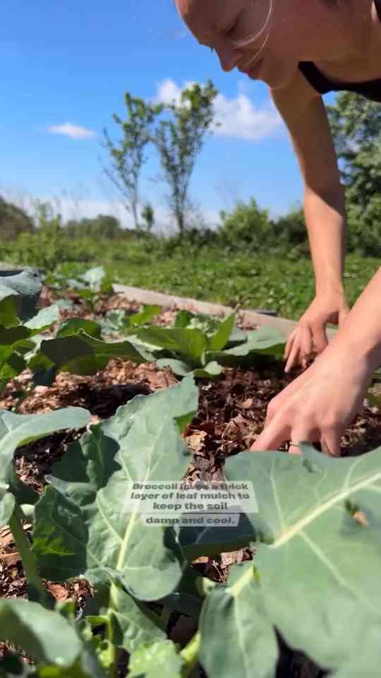 Broccoli has officially become the MVP of our garden!
