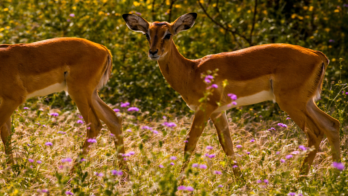 Graceful antelope walking through sunlit field with soft wildflowers