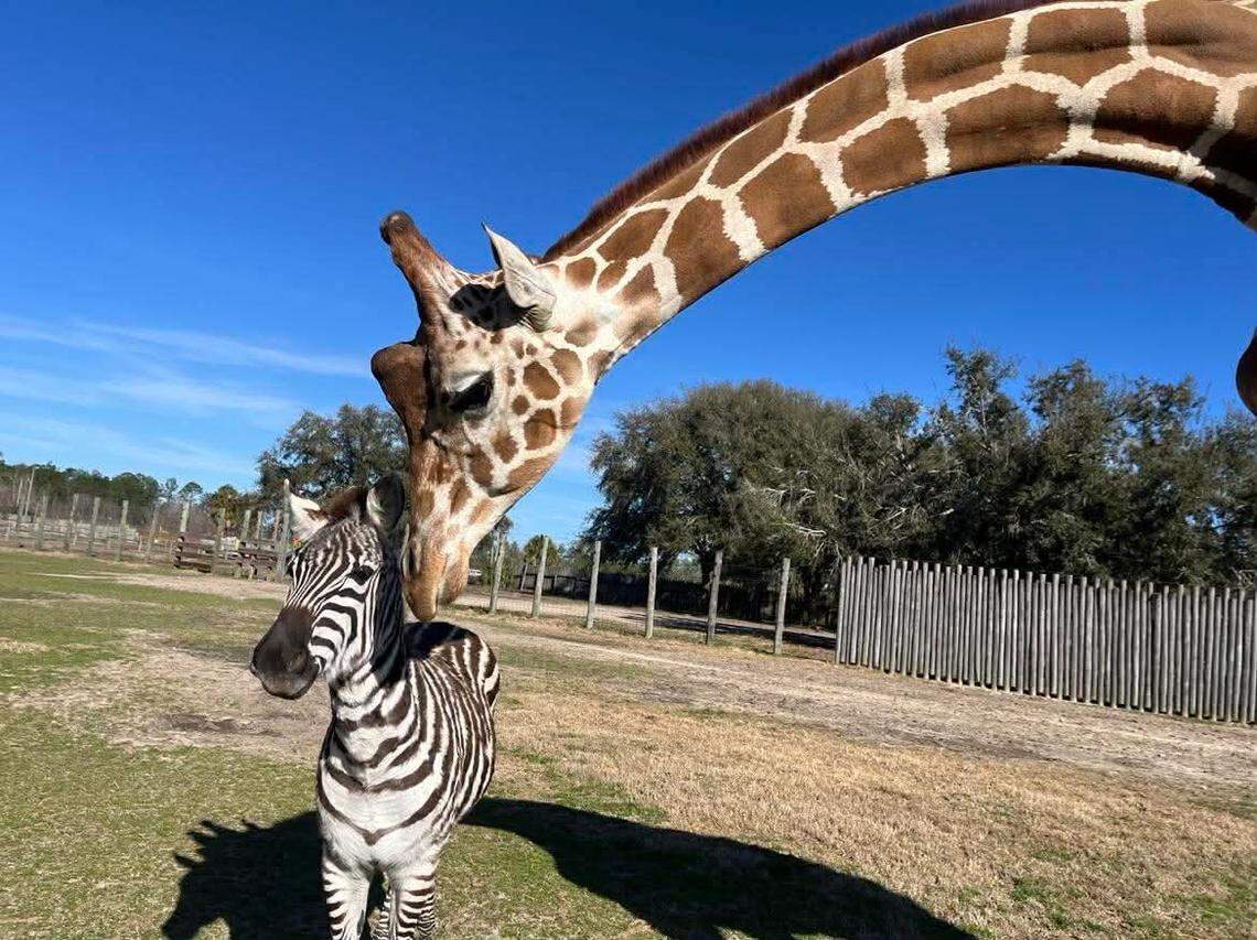 A baby zebra was picked on by her herd - until a gentle giraffe came to ...
