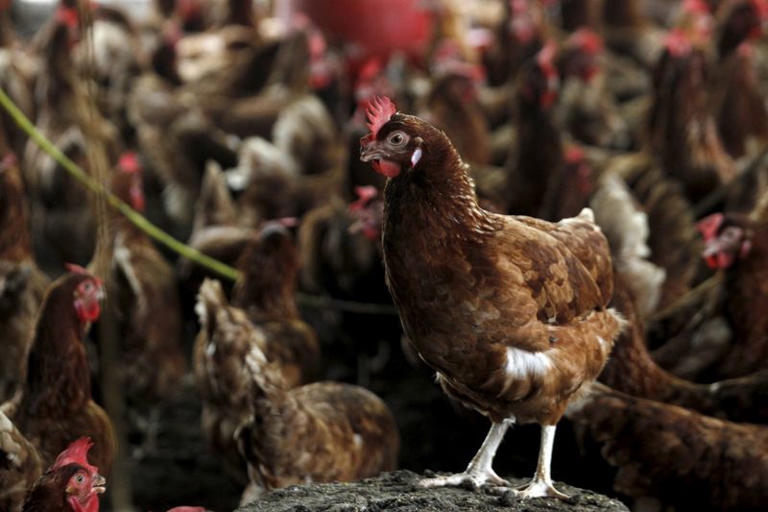 FILE PHOTO: Chickens are seen in a contaminate farm while workers from the Animal Protection Ministry prepare to cull them to contain an outbreak of bird flu, at a farm in the village of Modeste, Ivory Coast, August 14, 2015. REUTERS/Luc Gnago/File Photo