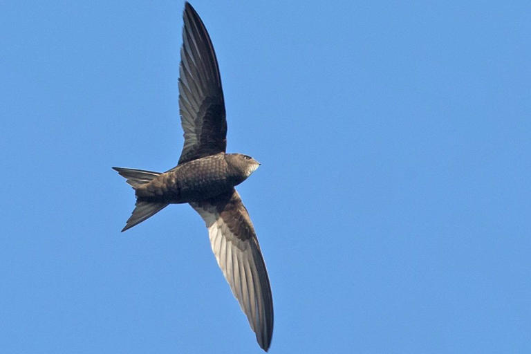 Network Rail to install bird boxes at High Peak viaduct after outcry ...