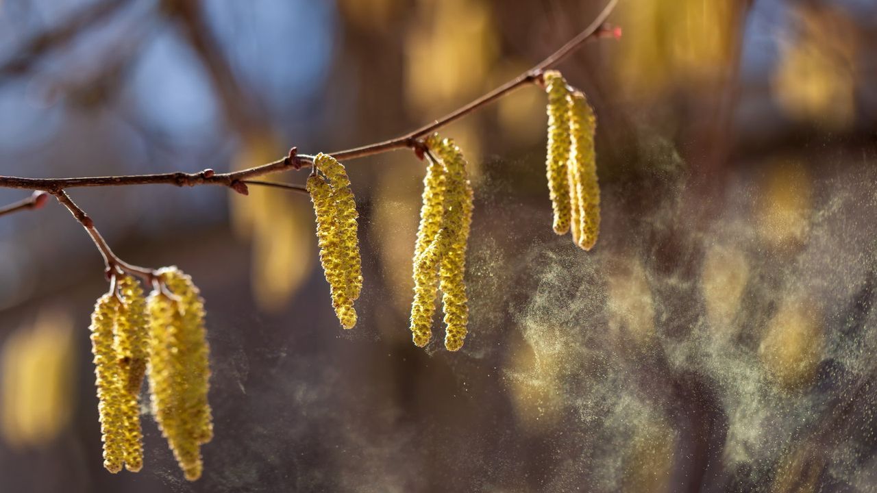 The worst trees for allergies in American yards – and the low-pollen ...