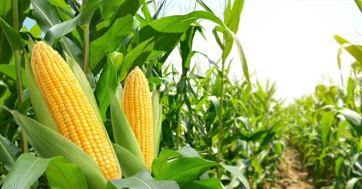Which state is the largest producer of maize in India?