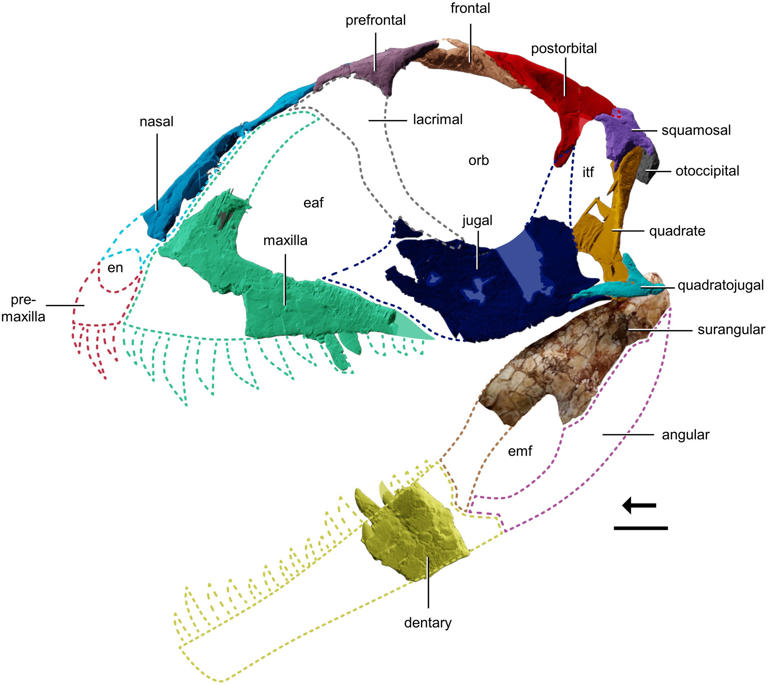 Student discovers new carnivore dinosaur 3x older than T rex