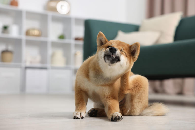 Grumpy antisocial dog's relationship with owner's boyfriend melts hearts