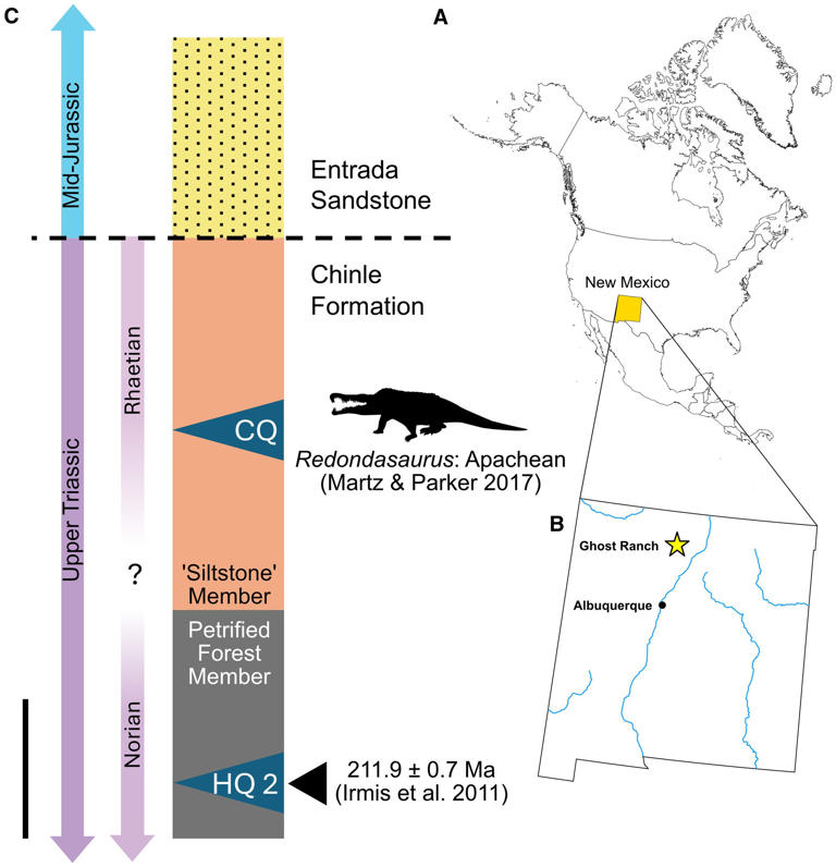 Student discovers new carnivore dinosaur 3x older than T rex