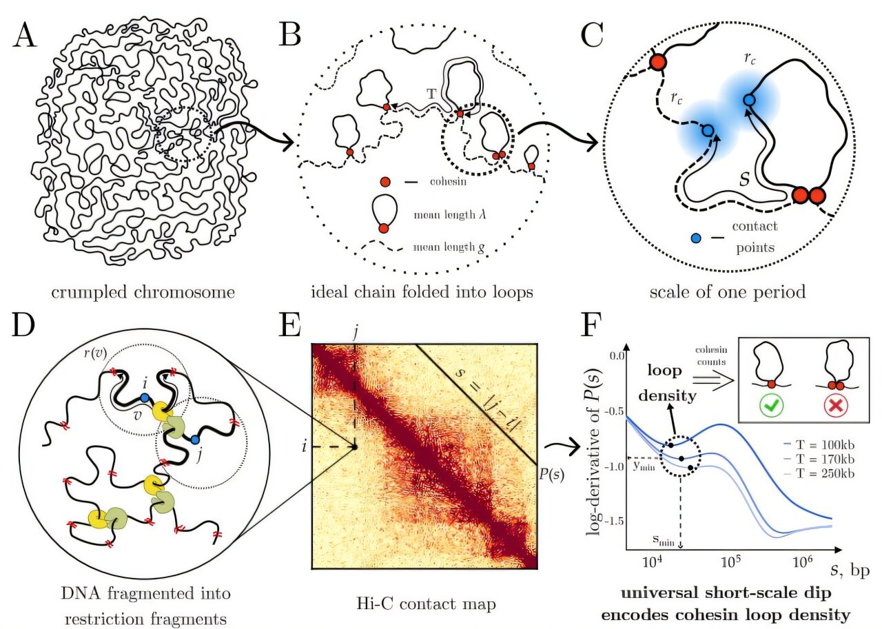 Polymer physics reveals DNA loops are formed by single molecular motors