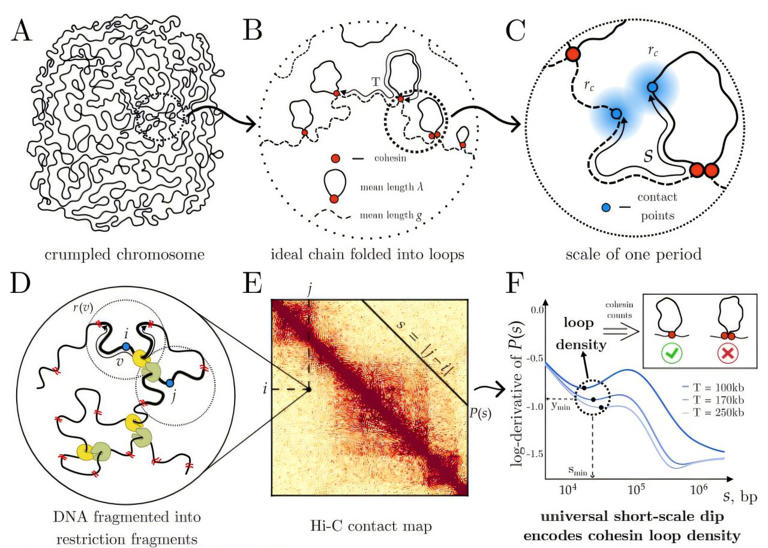 Polymer physics reveals DNA loops are formed by single molecular motors
