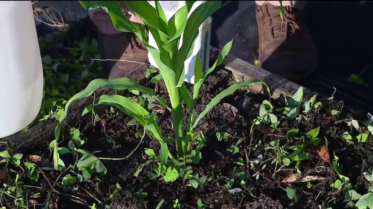 Pest management for corn