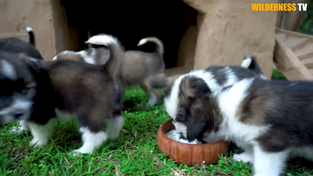 Cold, month-old rescued puppies finally safe in a warm mud home