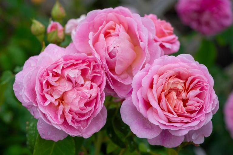 Roses will grow in abundance if you place 1 item in garden in April