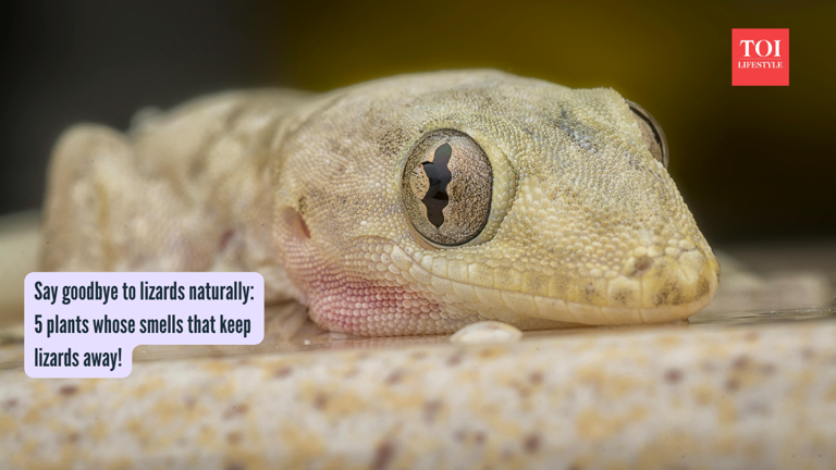 Say goodbye to lizards naturally: 5 plants whose smell keeps them away!