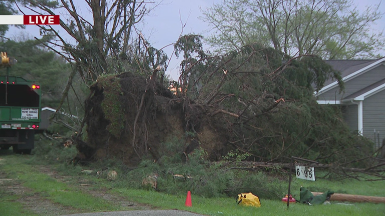 Line of massive trees topple over in Wednesday night storms