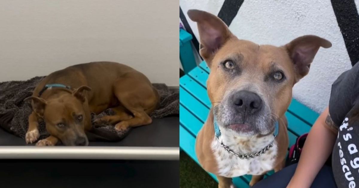 Rescue dog's story proves she's worthy of love despite being returned