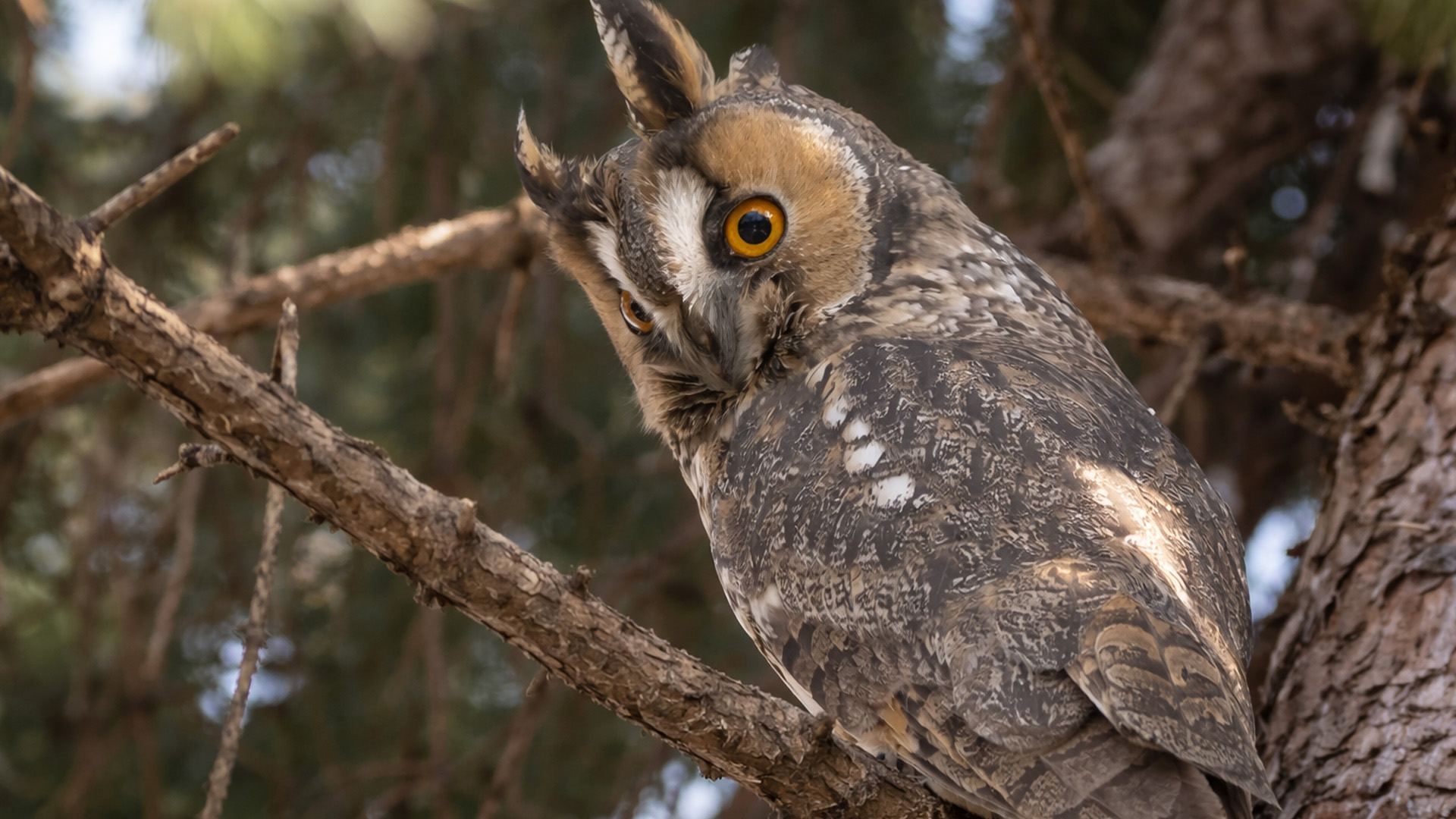 Hidden camera captures a predator’s unblinking gaze