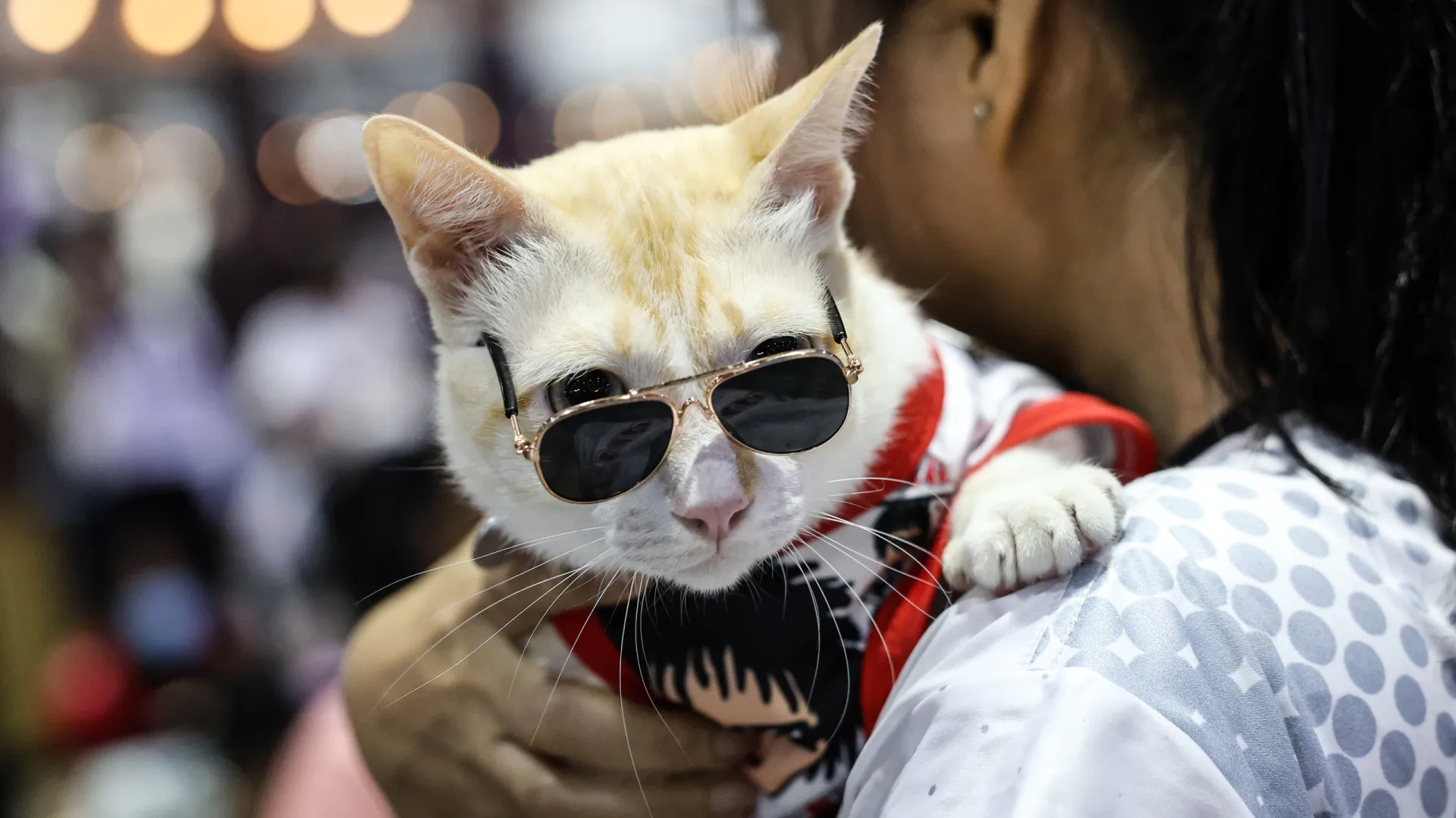 Nossos parentes gen&eacute;ticos: As criaturas vivas mais parecidas com os humanos