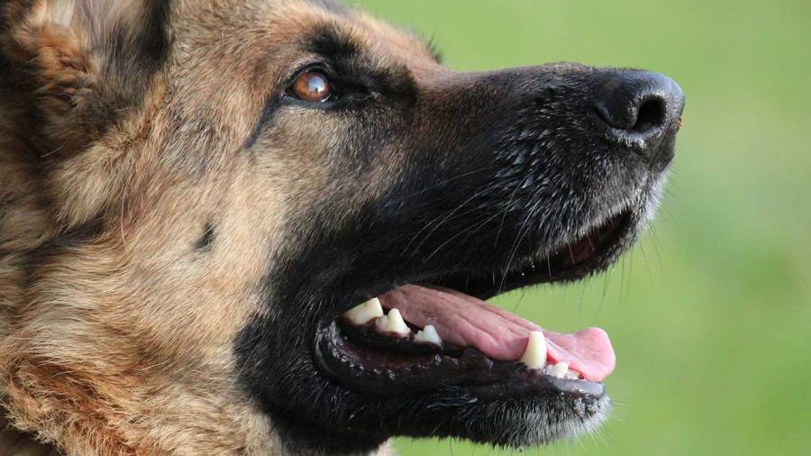 Four people, one pet exposed to rabid dog in Anderson County