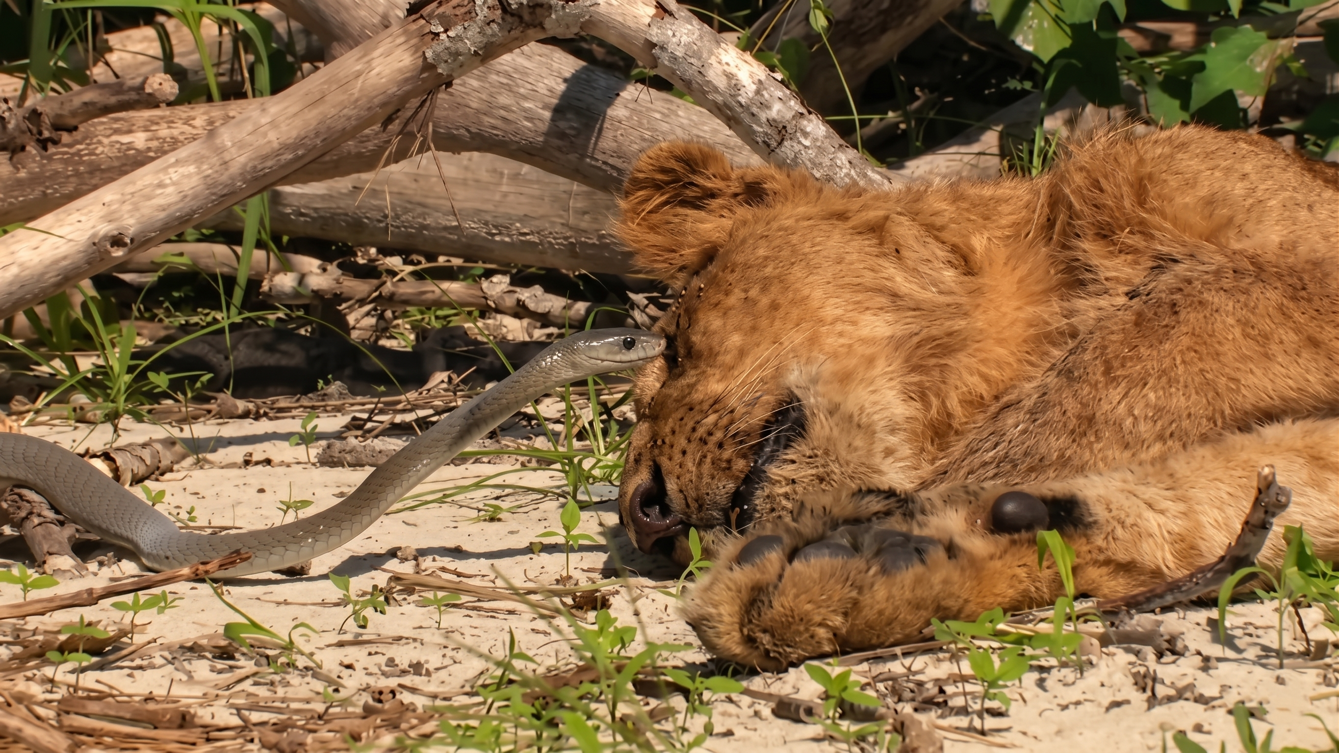 Watch what happens when a snake sneaks up on a sleeping lion cub