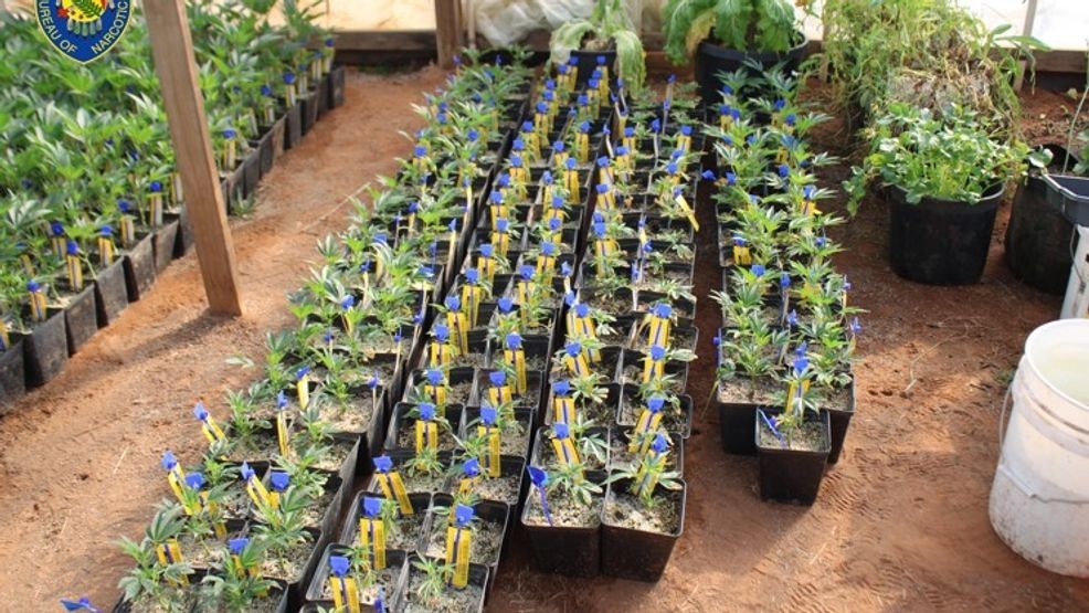 OBN agents seize 8,300 marijuana plants during investigation