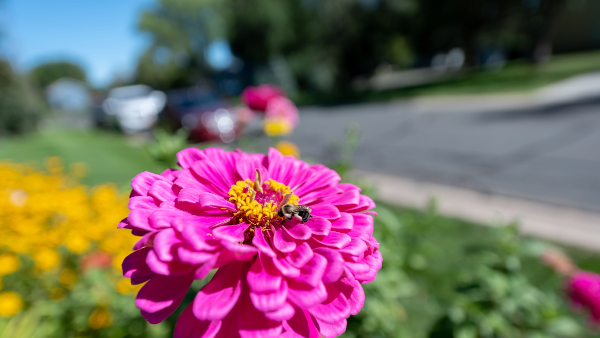 Create a thriving pollinator garden with these essential layout tips