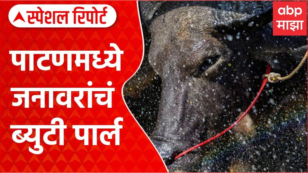 Animal parlor: साताऱ्यातील पाटणमध्ये जनावरांचं ब्युटी पार्लर special report