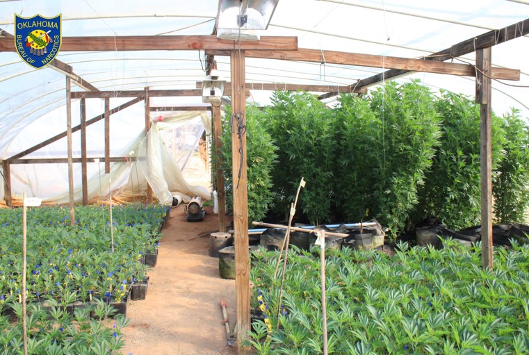OBN agents seize thousands of marijuana plants in Meeker bust