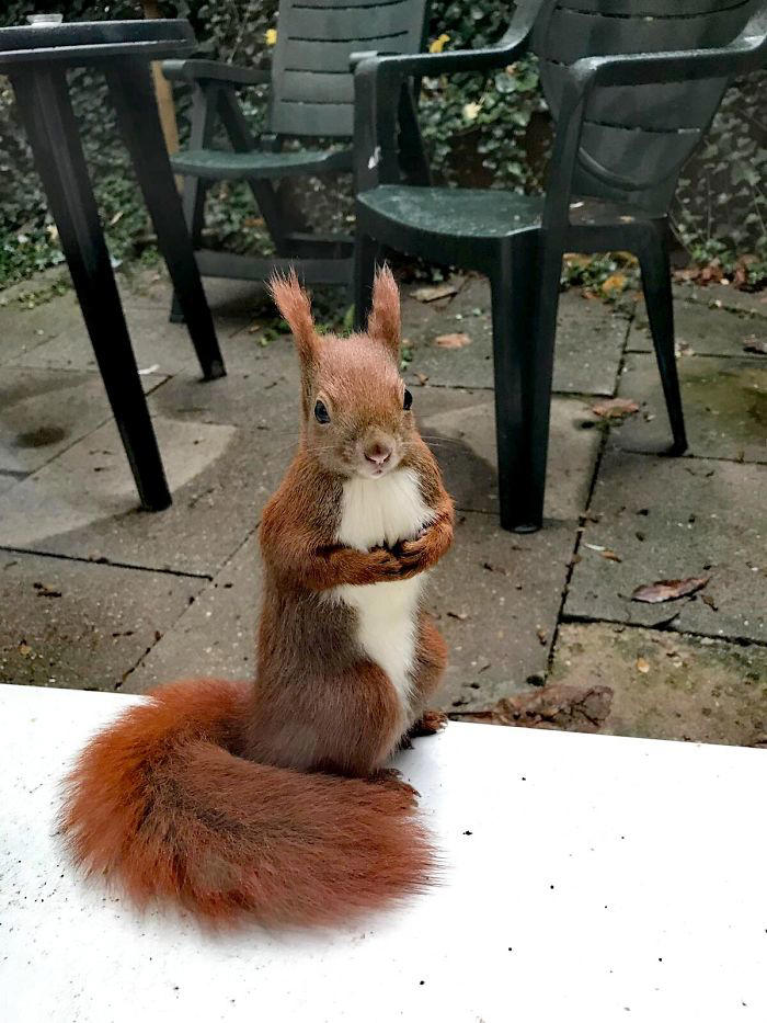 48 posts to remind us how awesome squirrels are