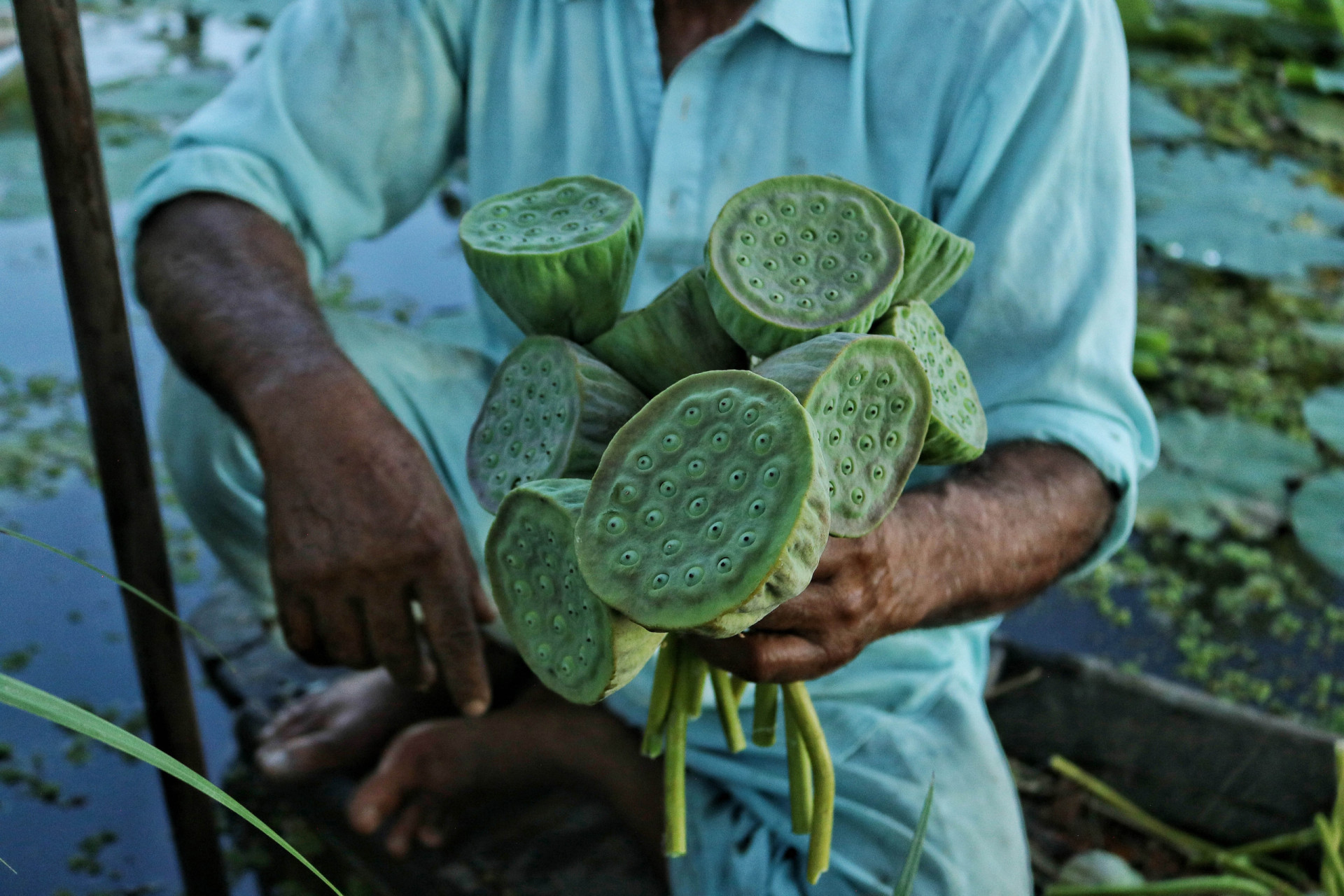 Makhana: the superfood taking over fields in India
