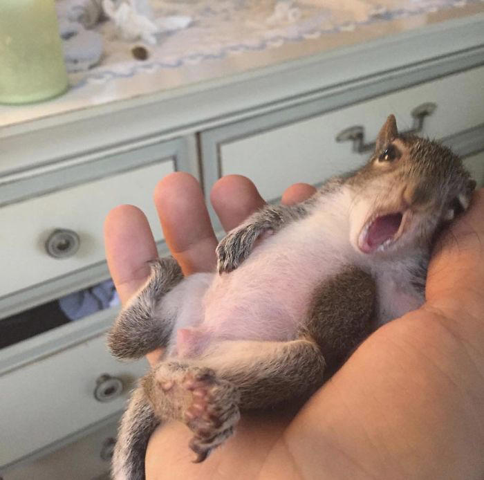 48 posts to remind us how awesome squirrels are